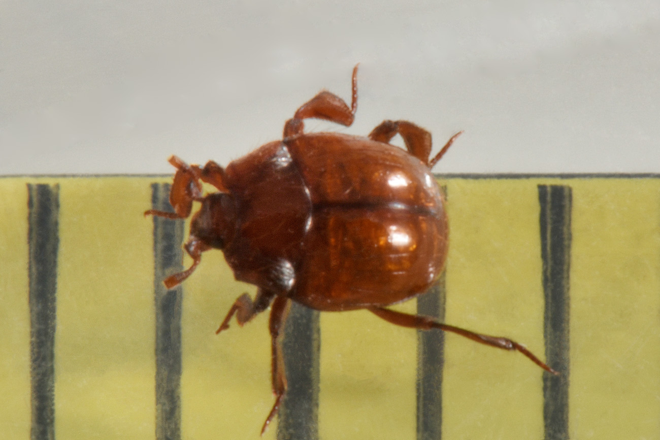 Histeridae: Haeterius ferrugineus? S, maschio